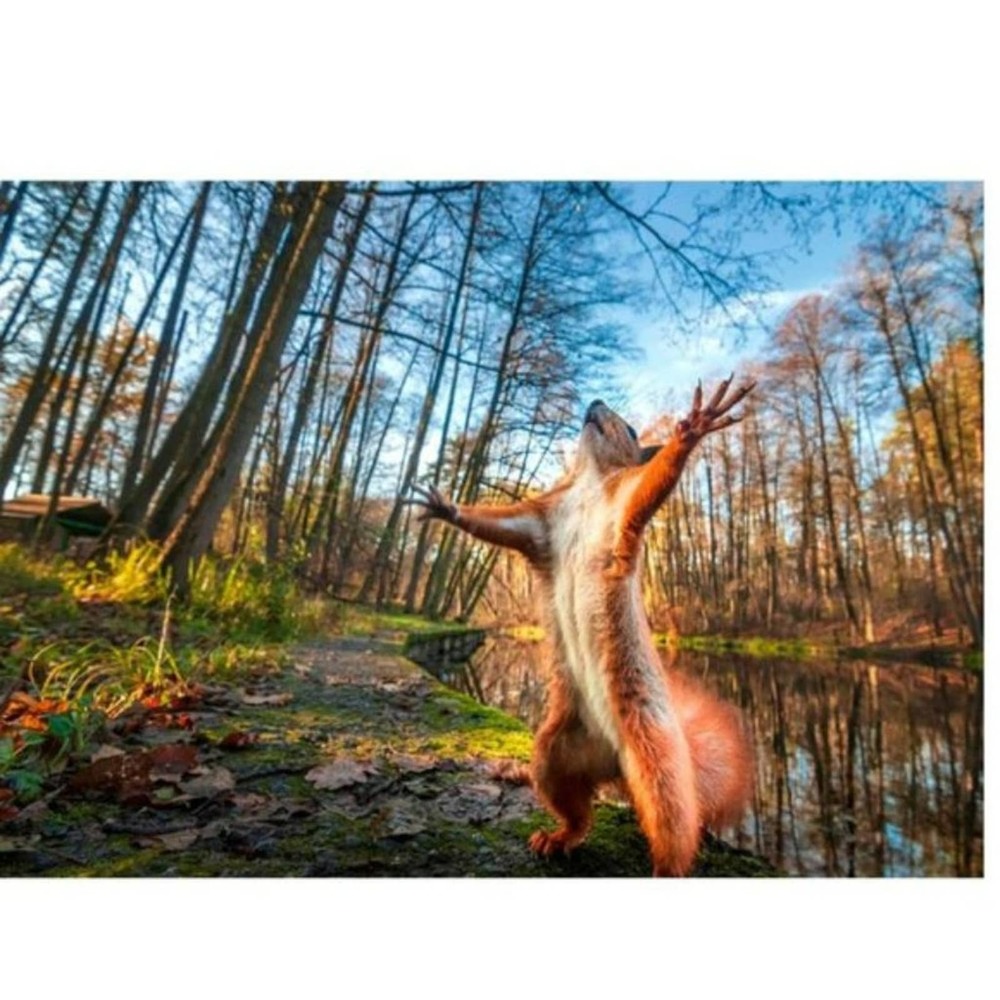 Jigsaw Puzzle 1000 Pieces